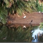 Darter on the island of ibises