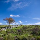 Dartmoor