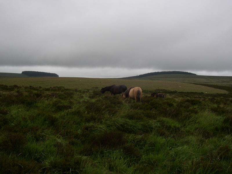 Dartmoor