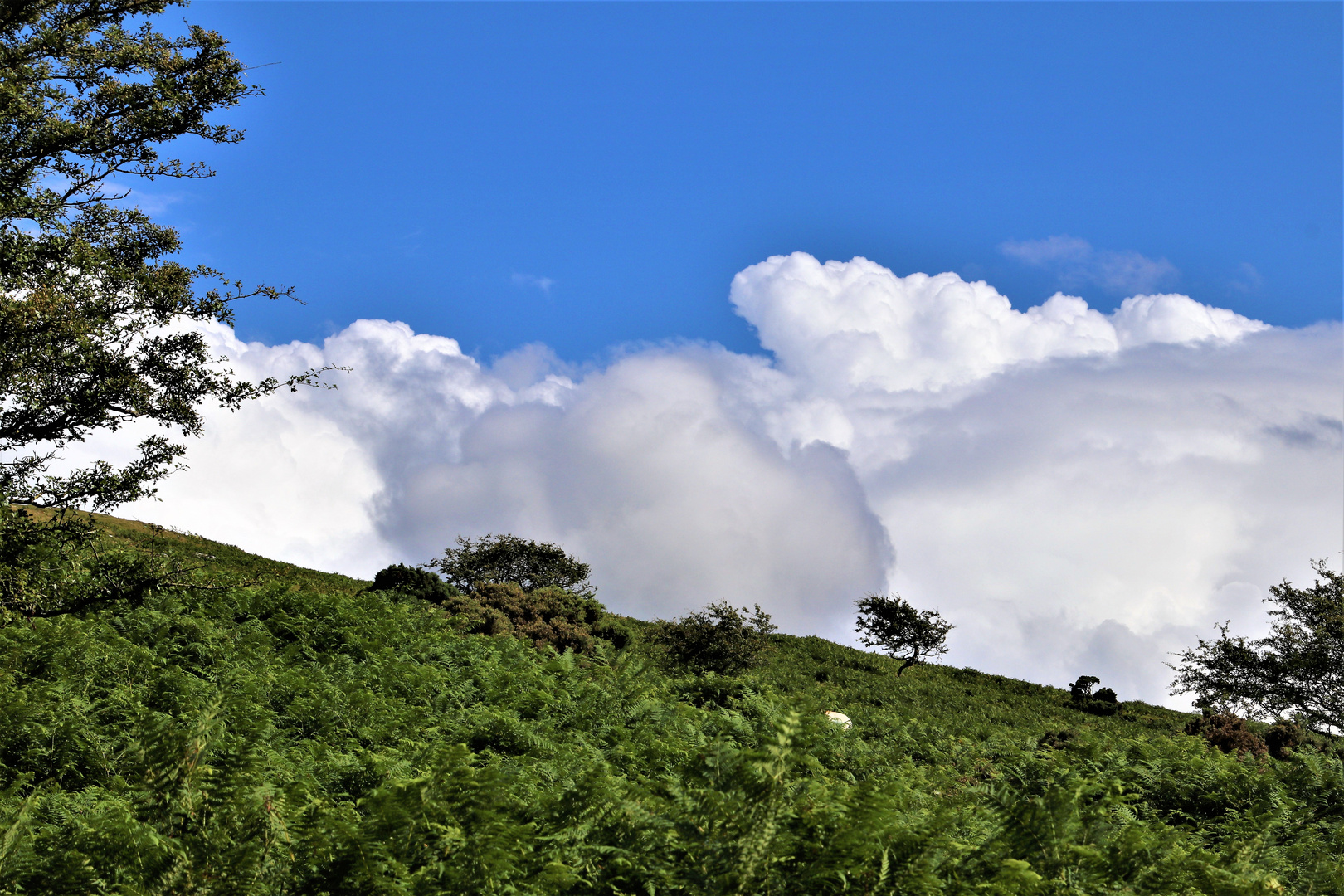 Dartmoor