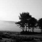 Dartmoor Bäume