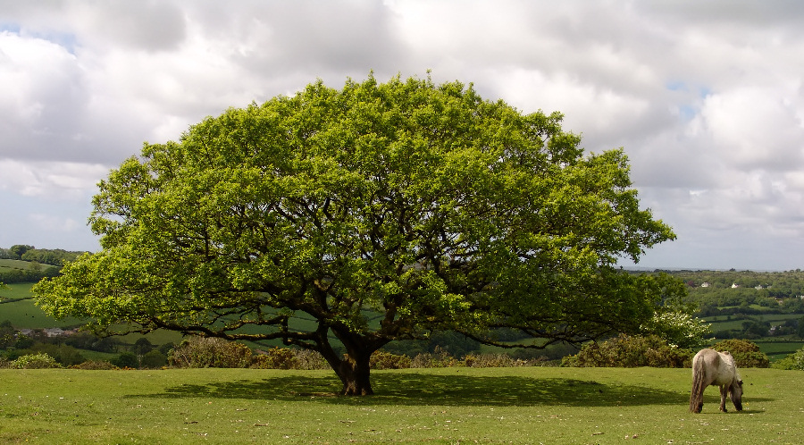 Dartmoor Baum