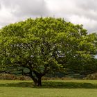 Dartmoor Baum