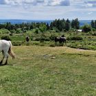 Dartmoor - Haytor