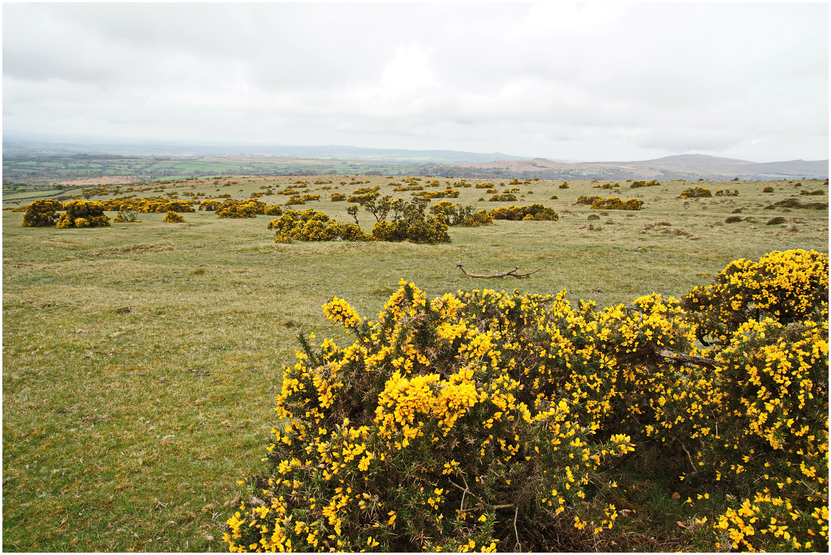 Dartmoor National Park mit Stechginster