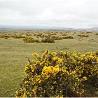 Dartmoor National Park mit Stechginster