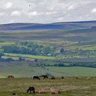 Dartmoor-Nationalpark II