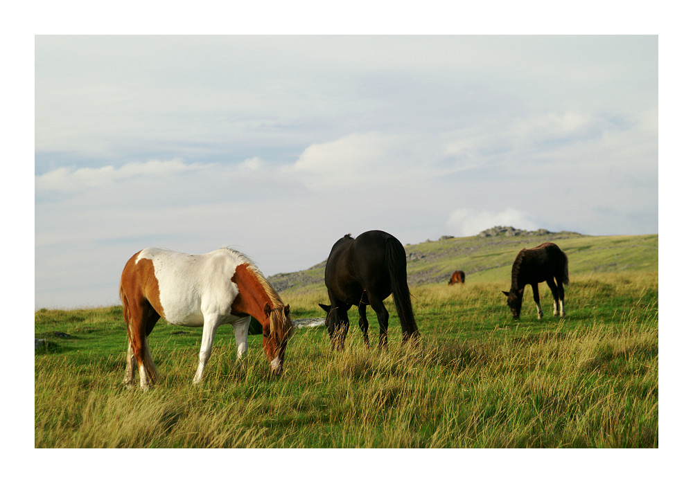 Dartmoor Park