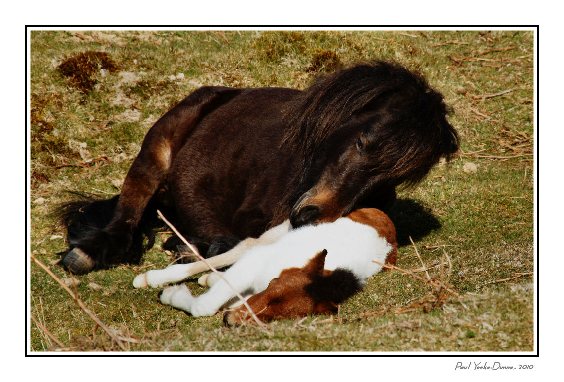 Dartmoor Ponies