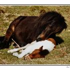 Dartmoor Ponies