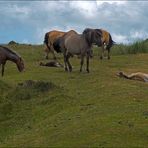 Dartmoor-Ponies