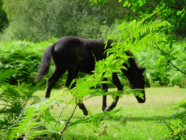 Dartmoor Pony.