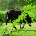 Dartmoor Pony.