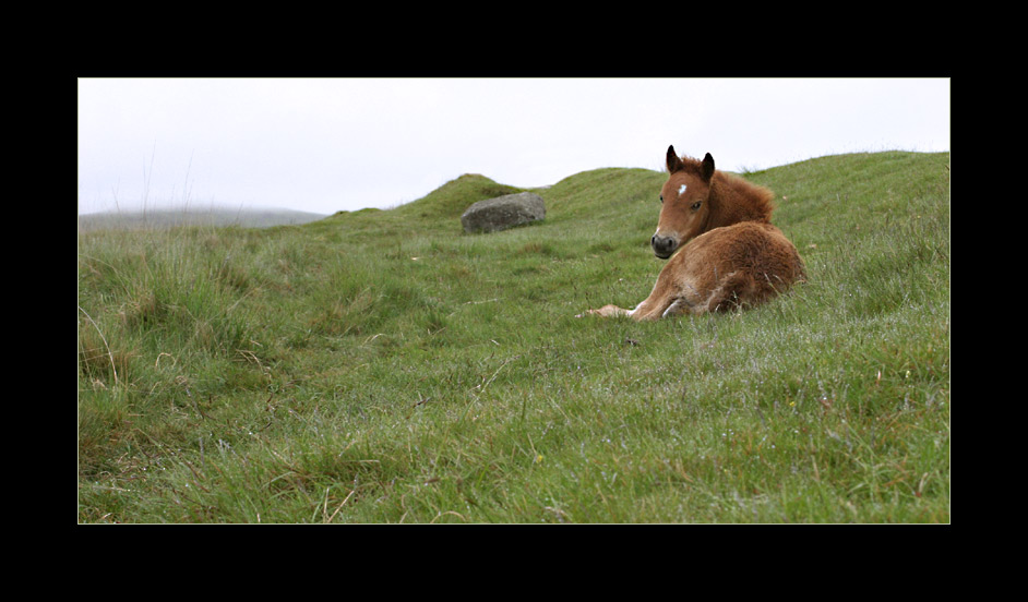 dartmoor-pony