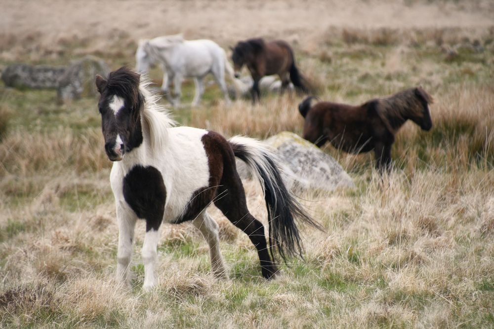 Dartmoor Pony