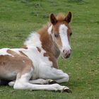 Dartmoor Pony