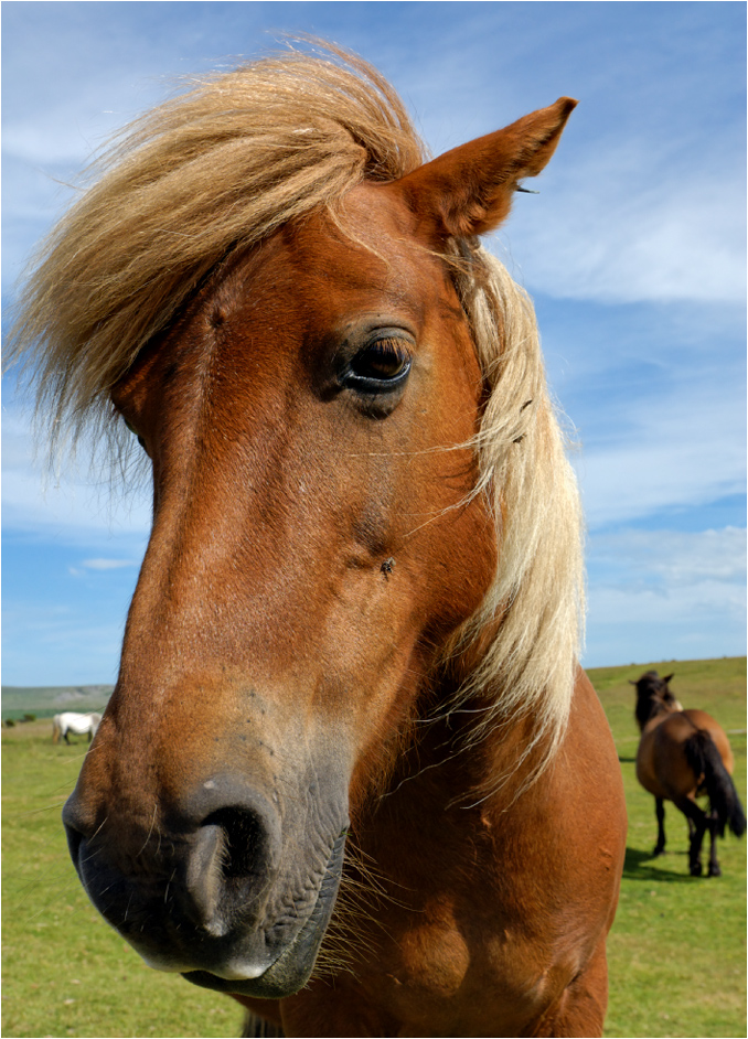 dartmoor pony ....