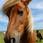 dartmoor pony ....