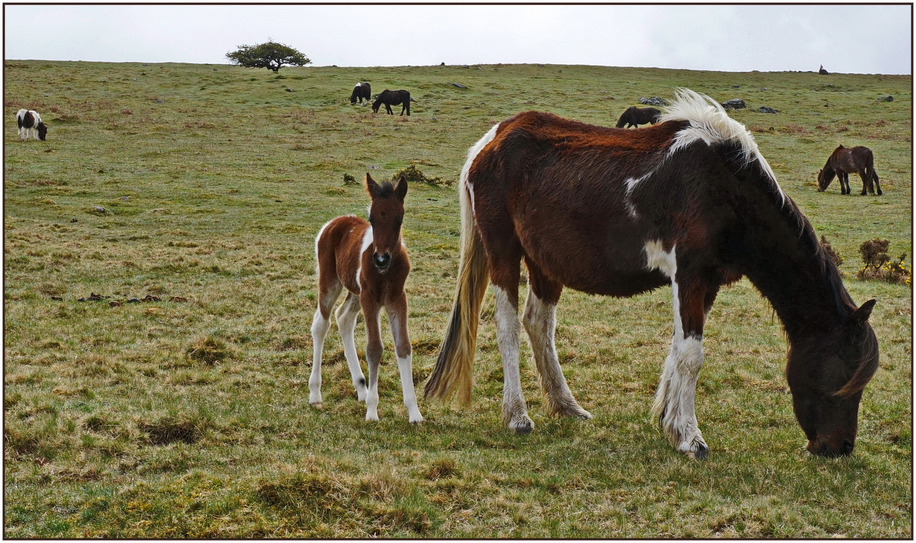 Dartmoor Pony