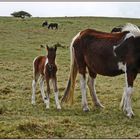 Dartmoor Pony