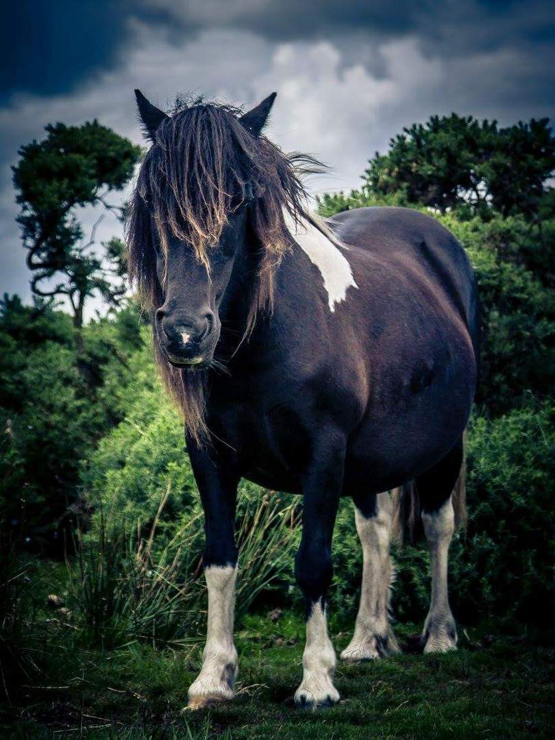 Dartmoor Pony Foto & Bild world Bilder auf