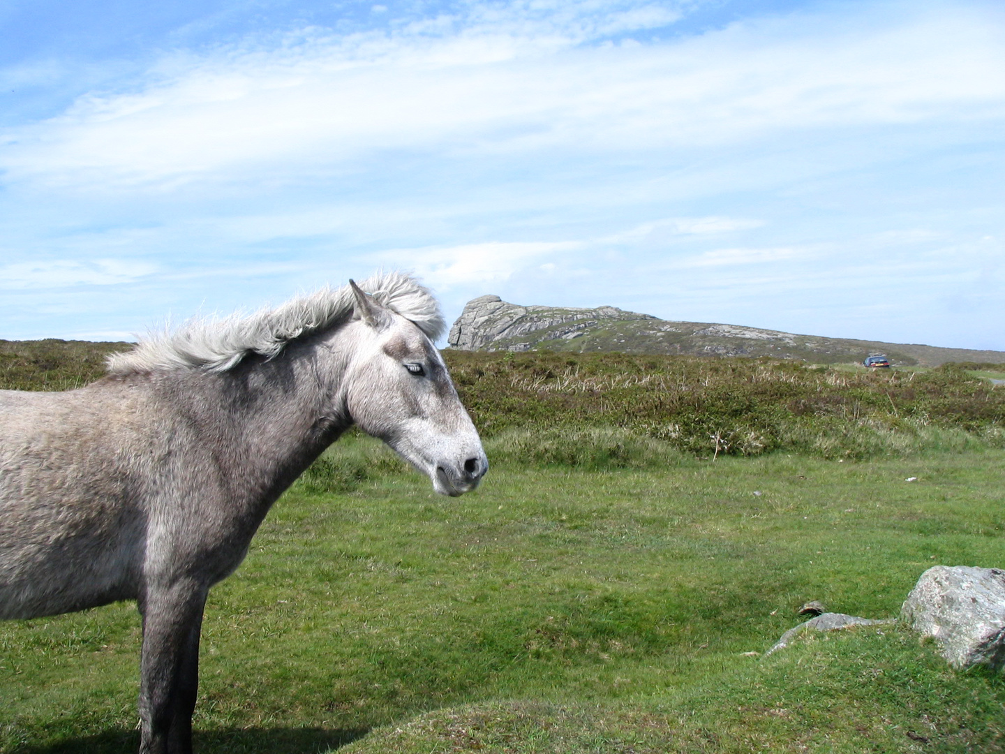 Dartmoor Pony