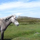 Dartmoor Pony