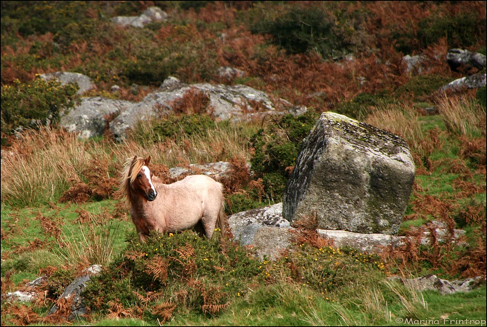 Dartmoor Pony bei Merrivale - Dartmoor Nationalpark, Devon England