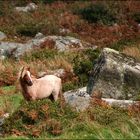 Dartmoor Pony bei Merrivale - Dartmoor Nationalpark, Devon England