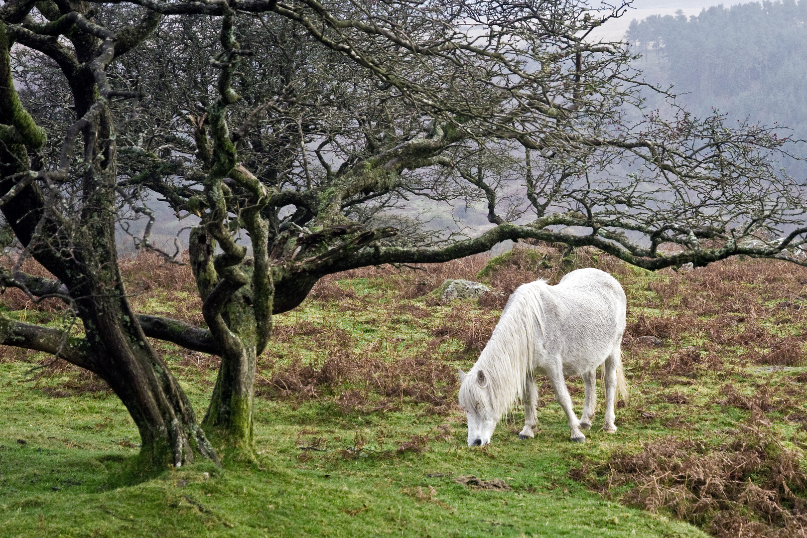 Dartmoor Pony