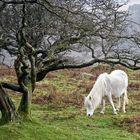 Dartmoor Pony