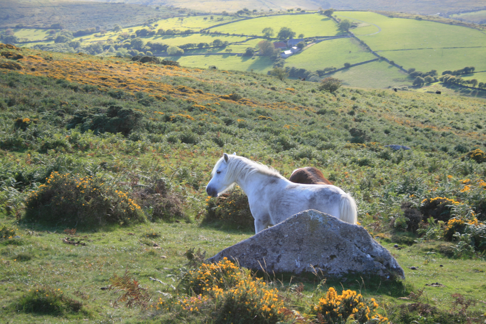 Dartmoor Pony