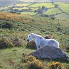 Dartmoor Pony