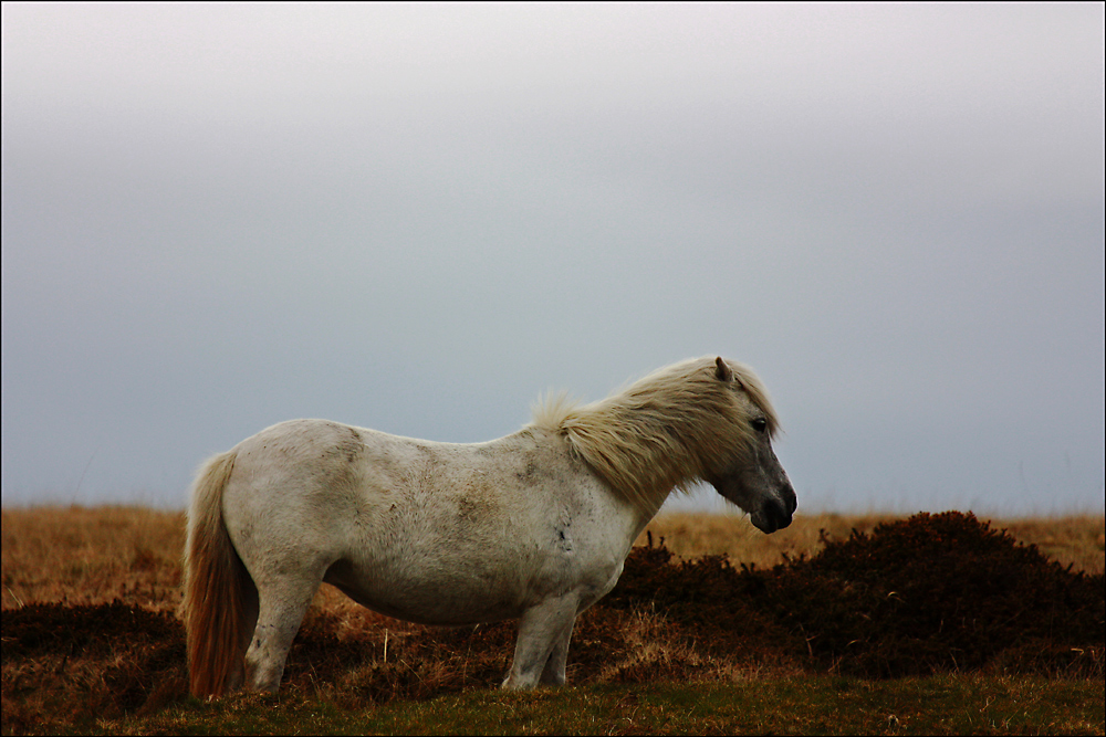 Dartmoor-Pony