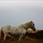 Dartmoor-Pony