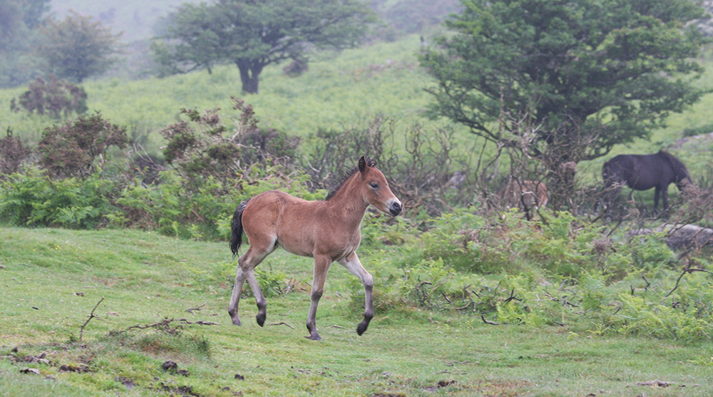 Dartmoor Pony Fohlen