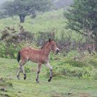 Dartmoor Pony Fohlen