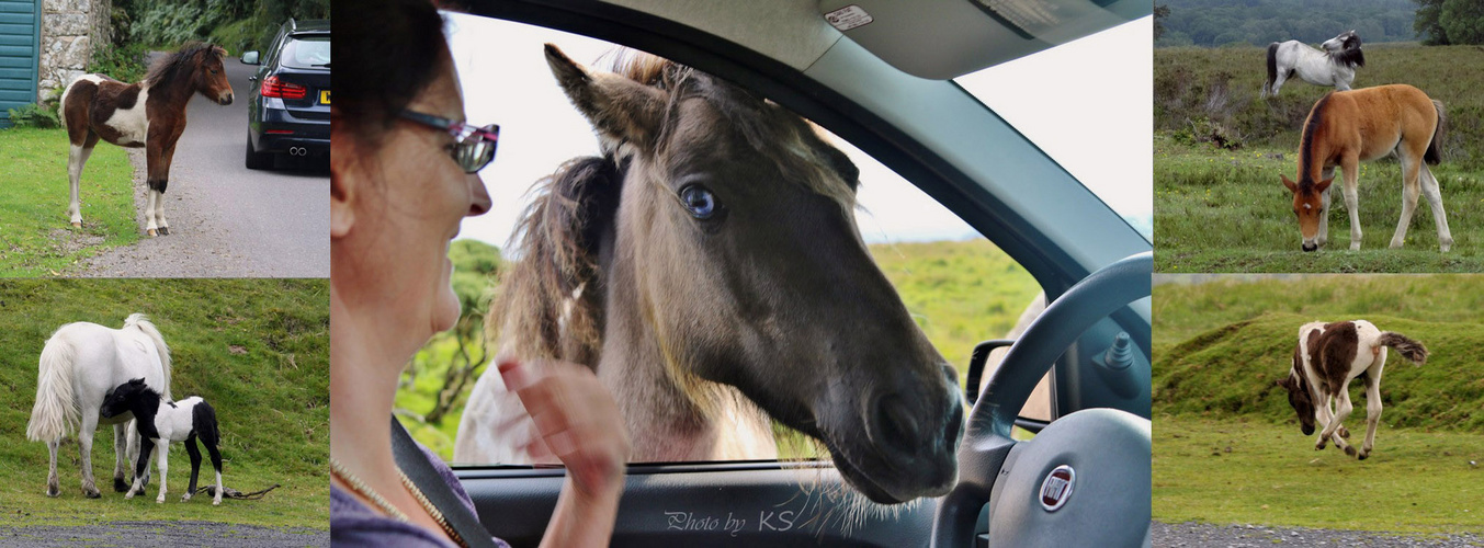 - Dartmoor Ponys -