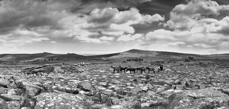 Dartmoor Ponys