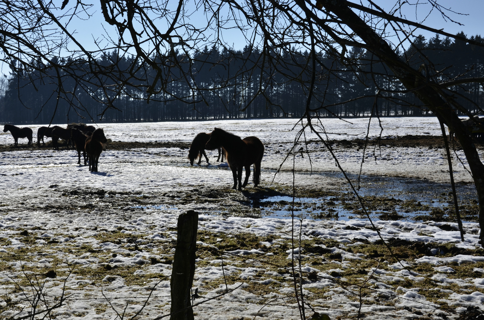 Dartmoor-Ponys im Paustenbacher Venn