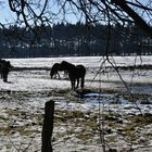 Dartmoor-Ponys im Paustenbacher Venn