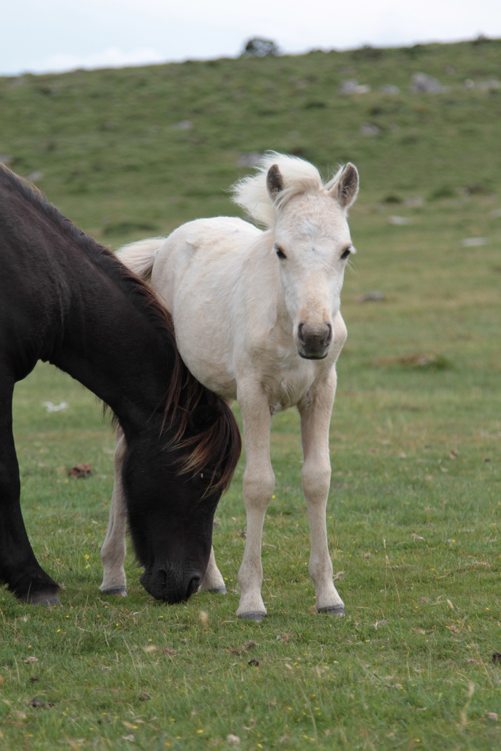 Dartmoor-Ponys in England