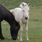 Dartmoor-Ponys in England