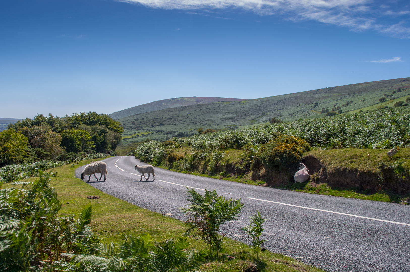 Dartmoor, Schafe