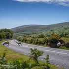 Dartmoor, Schafe