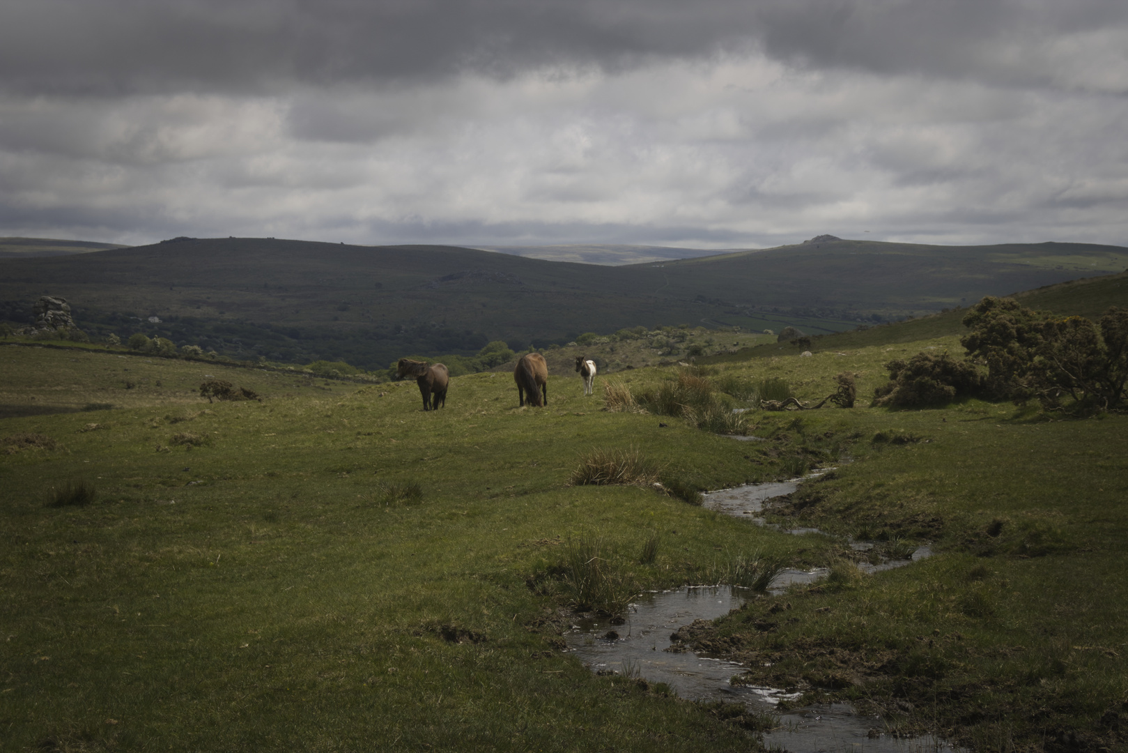 Dartmoor stream and horses