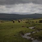 Dartmoor stream and horses