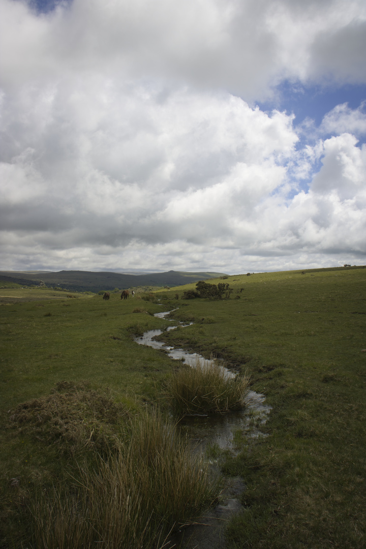 Dartmoor Stream