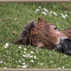  Dartmoor - Wilde Pferde