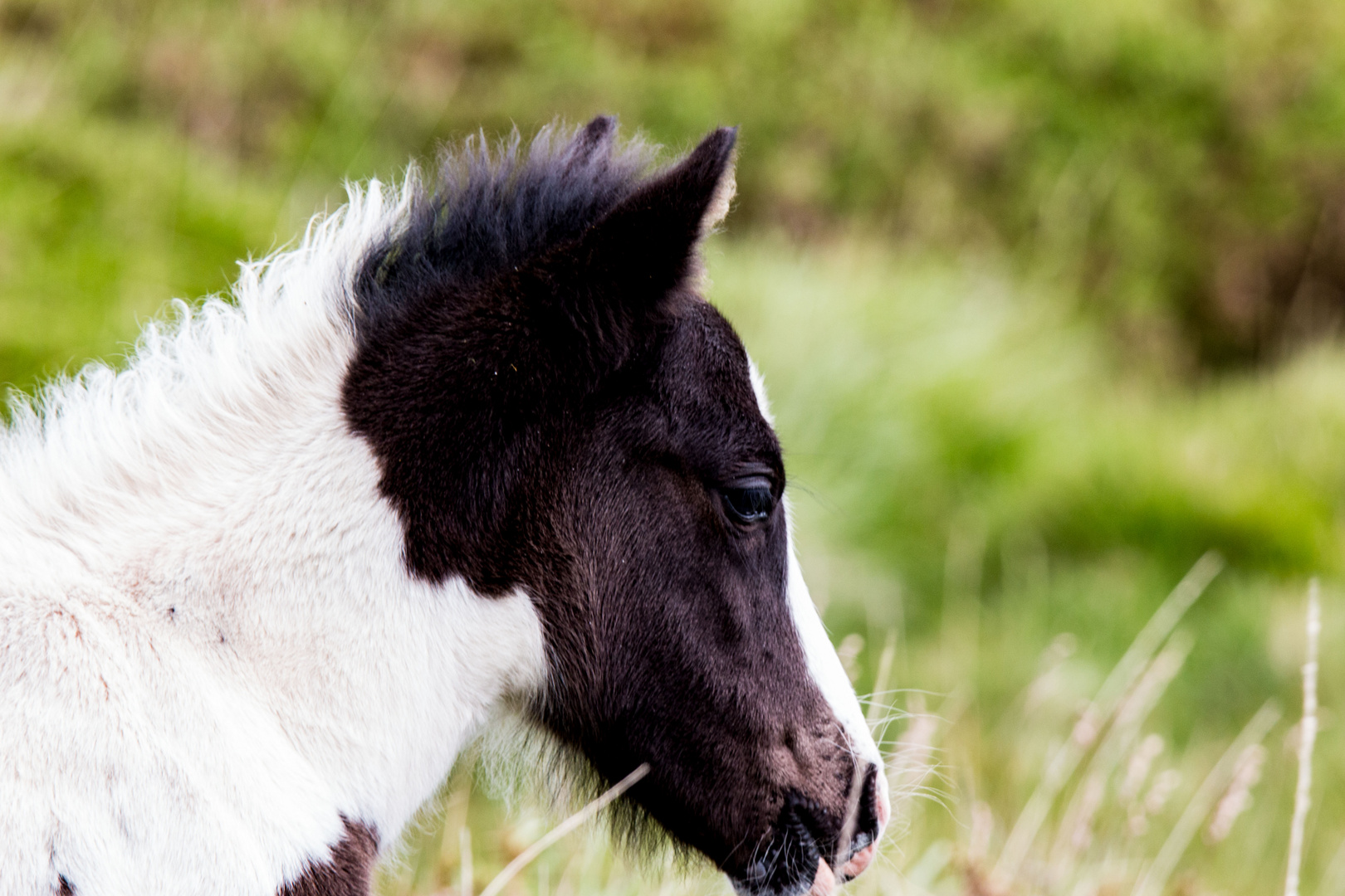 Dartmoorepony Fohlen